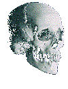 Skull opening it's mouth