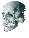 Skull opening it's mouth